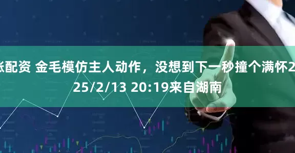 涨配资 金毛模仿主人动作，没想到下一秒撞个满怀2025/2/13 20:19来自湖南